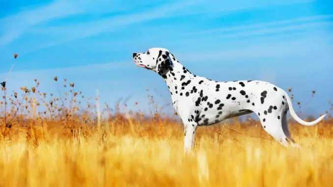 Hübscher Dalmatiner auf einem Feld