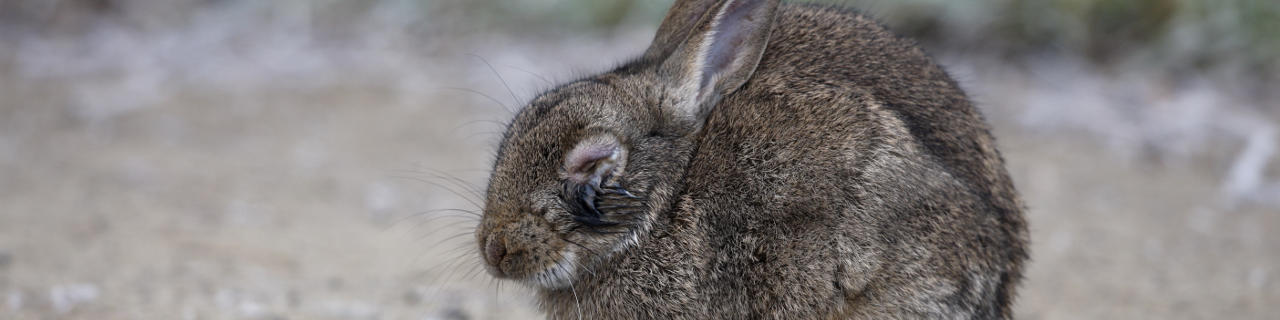 Ausfluss aus den Augen beim Kaninchen