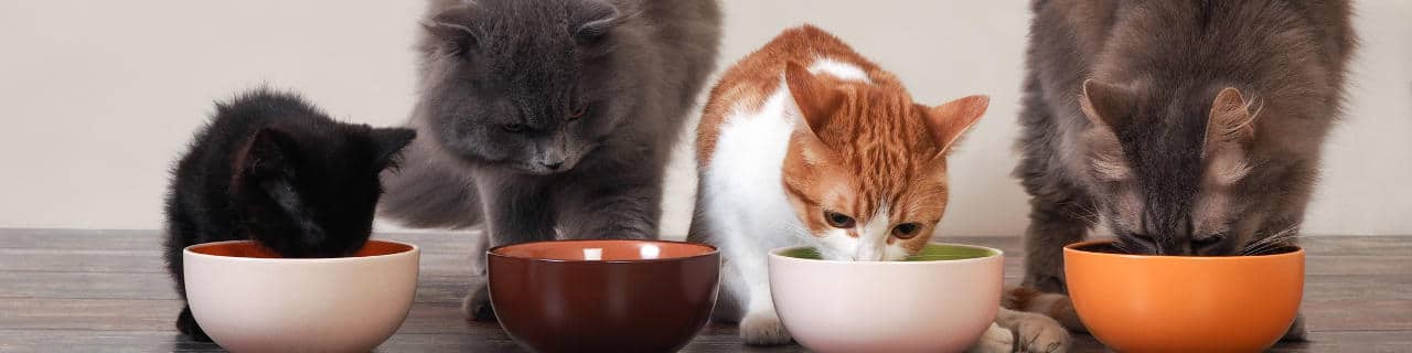 Katzen fressen gesundes Katzenfutter
